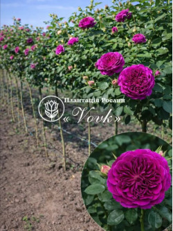 Саджанці троянди Вільям Шекспір на штамбі