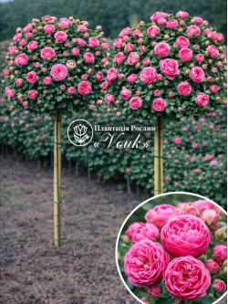 Саджанці троянди Помпонелла на штамбі