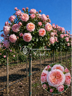 Саджанці троянди Принцеса Сакура на штамбі