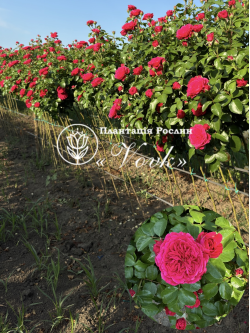 Саджанці троянди Ред Леонардо Да Вінчі на штамбі