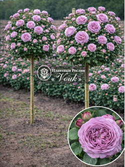 Саджанці троянди Блу Скай Фрі на штамбі