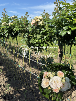 Саджанці троянди Букет Парфе на штамбі