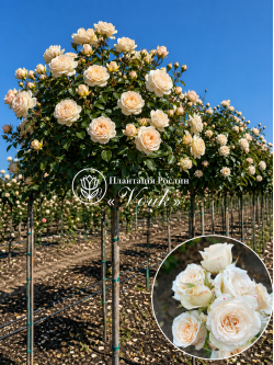 Саджанці троянди  Яна на штамбі