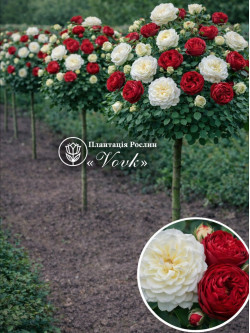 Саджанці троянди Транквіліті / Ред Піано на штамбі