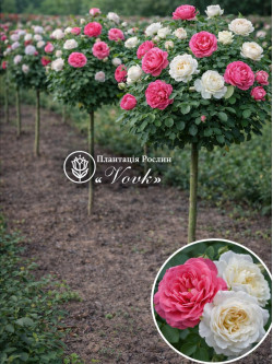 Саджанці троянди Розаріум Ютерзен / Свані на штамбі