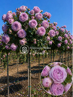 Саджанці троянди Блоссом Бабблз на штамбі