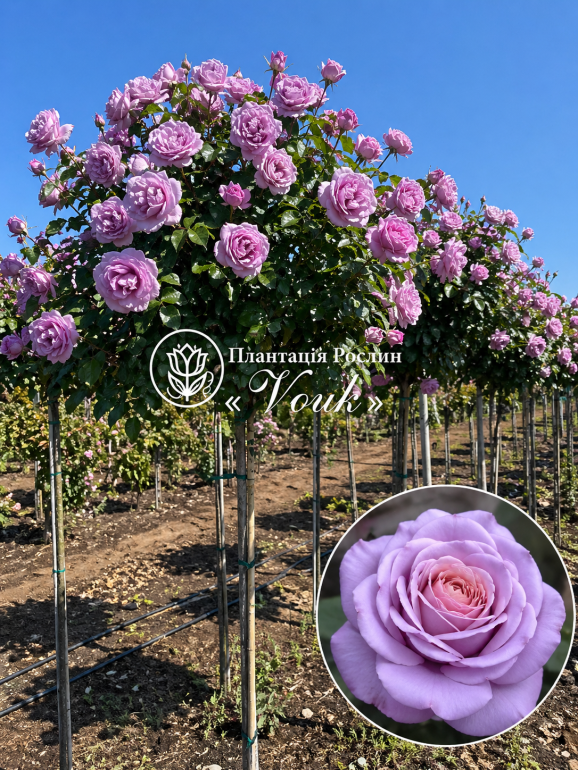 Саджанці троянди Блю Герл на штамбі