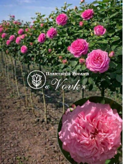 Саджанці троянди Ешлі на штамбі