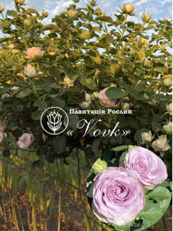 Саджанці троянди Луллабі на штамбі