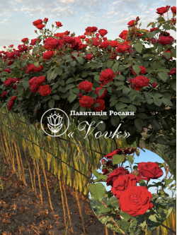 Саджанці троянди Торнадо на штамбі