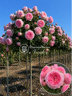 Саджанці троянди Наташа Річардсон на штамбі