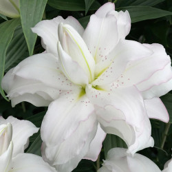 Цибулини лілії Lotus Beauty