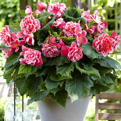 Бульби бегонії Camelia