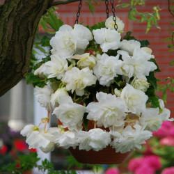 Клубни бегонии Cascade White
