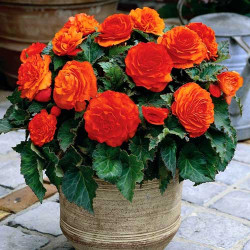 Клубни бегонии Double Orange