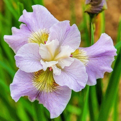 Корневища ирисов Sibirica Dawn Waltz