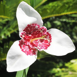 Цибулини тигридії Alba Grandiflora