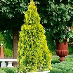 Саженцы туи Golden Brabant (Голден Брабант)
