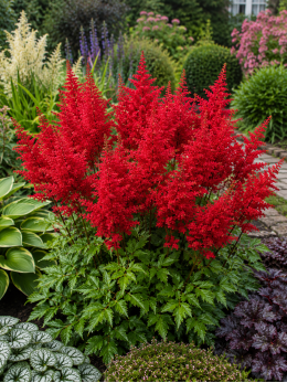 Кореневища Астільби Etna