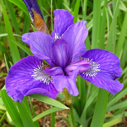 Кореневища ірисів Sibirica Mabel Coday