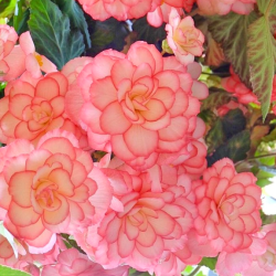 Клубни бегонии Cascade Florance