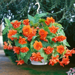 Клубни бегонии Pendula Cascade Orange