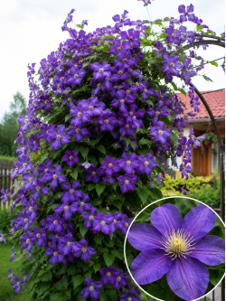 Кореневища клематису Arabella 