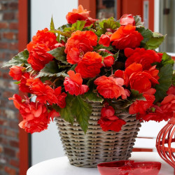 Клубни бегонии Cascade Odorosa Red Sunset