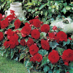 Клубни бегонии Fimbriata Red