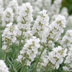 Саженцы лаванды Angustifolia Белая