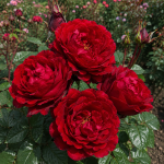 Саджанці троянди Ізабель Ренесанс
