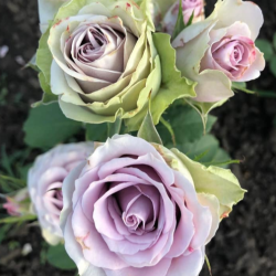Саджанці троянди Саманта Брайдал