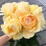 Саженцы розы Ликухоталу