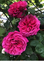 Саженцы розы Гектор