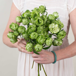 Саженцы розы Принцесса Мидори