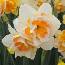 Луковицы нарцисса Yellow Salome