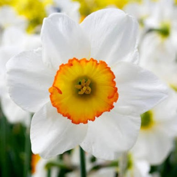 Луковицы нарцисса Flower Record
