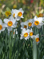 Цибулини нарцису Flower Record