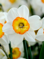 Луковицы нарцисса Flower Record