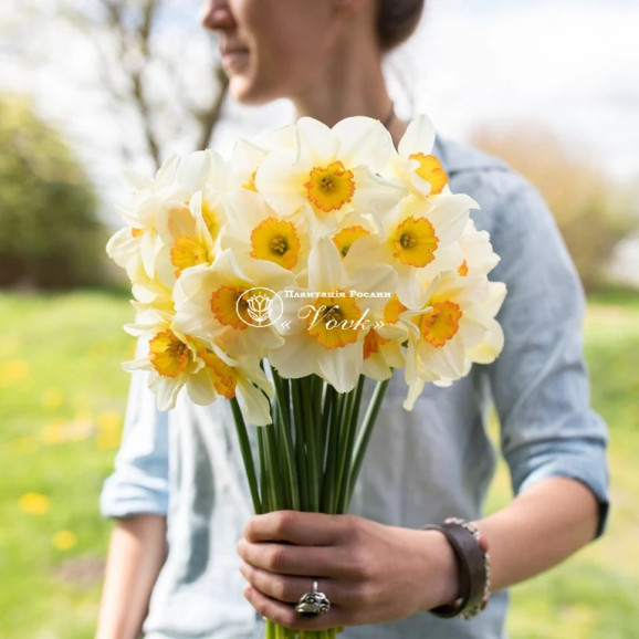 Луковицы нарцисса Flower Record