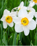 Луковицы нарцисса Flower Record