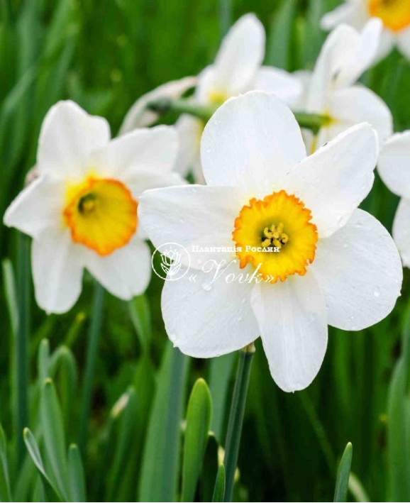 Луковицы нарцисса Flower Record