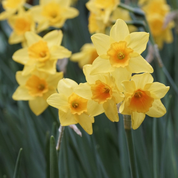 Цибулини нарцису Garden Opera