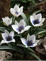 Цибулини тюльпану Alba Coerulea Oculata