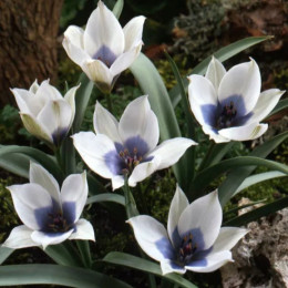 Луковицы тюльпана Alba Coerulea Oculata