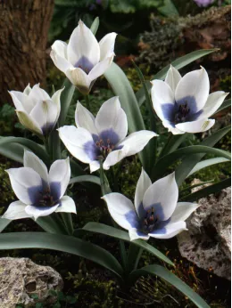 Луковицы тюльпана Alba Coerulea Oculata