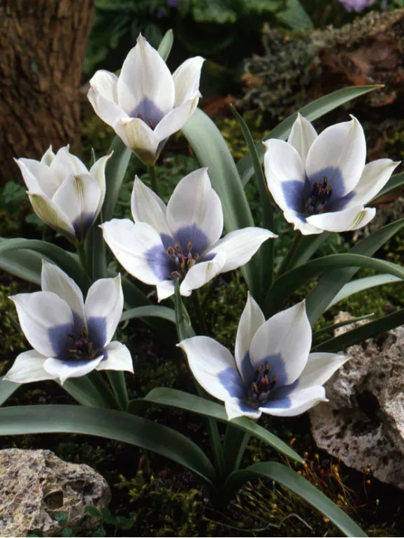 Цибулини тюльпану Alba Coerulea Oculata