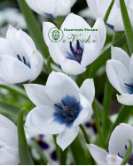 Цибулини тюльпану Alba Coerulea Oculata