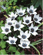 Цибулини тюльпану Alba Coerulea Oculata