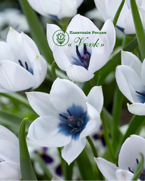 Цибулини тюльпану Alba Coerulea Oculata